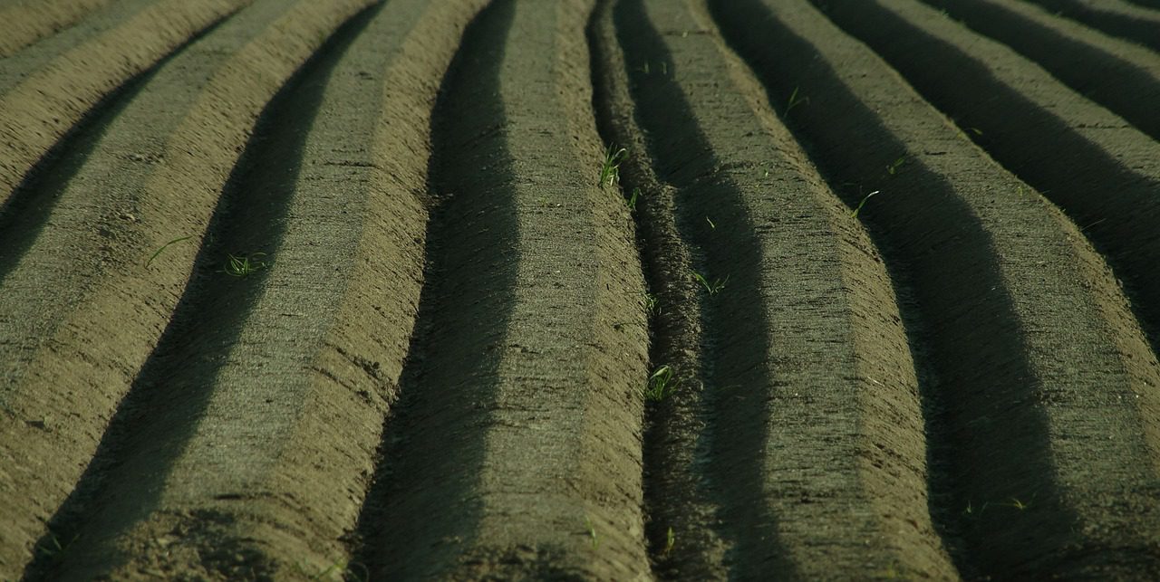 campo de estudo